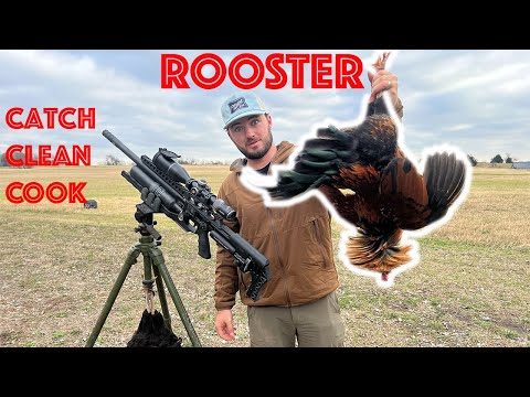 Zombie Roosters Had To Go (Catch Clean Cook)