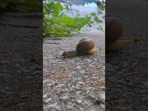 "20,000 Teeth and No Dentist: The Snail’s Secret"#science #animals #funny #snail #teeth #zoology