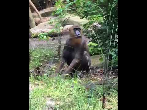 Baboon