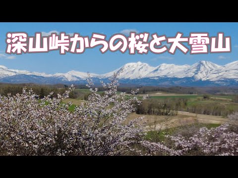 深山峠からの桜と大雪山連邦2023/5/2