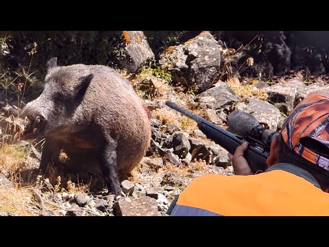 EPIC MONSTER WILD BOAR SHOTS, ACTION HUNTS, BEST MOMENTS #hunting #wildboar