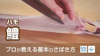 鱧（はも）のさばき方 - How to filet Daggertooth Pike Conger -｜日本さばけるプロジェクト