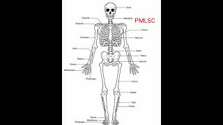 Human Body Bones Name  - PMLSC  @PMLoveScienceClasses