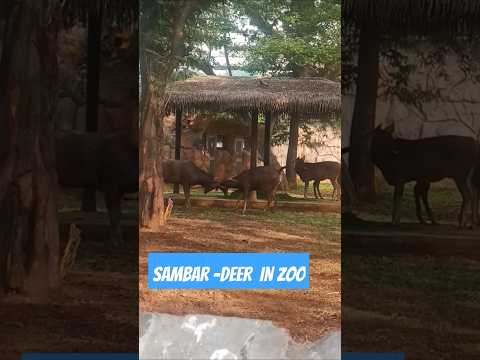 Zoo series|weekend#mumbaikarprajakta #bycullazoo#sambardeer#conservation#short#mumbaiplaces #explore