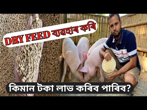 DRY FEED ব্যৱহাৰ কৰি কিমান টকা লাভ কৰিব পাৰিব ? Pig dry feed | Pig farming in India