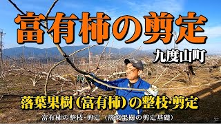 落葉果樹【富有柿】整枝･剪定の基本（柿の剪定）