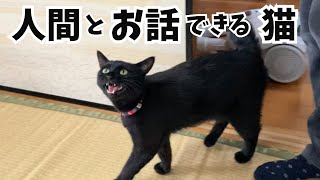 飼い主にたくさん話しかけられて育った保護猫はこうなります