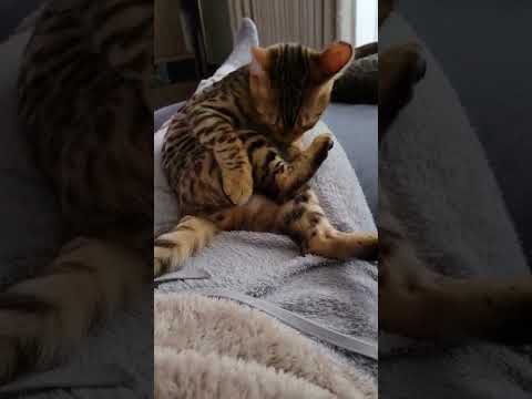 片ひじついて毛繕いの態度がでかめな子猫#Shorts