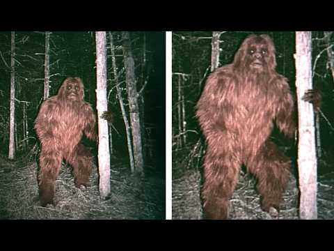 Bigfoot Researchers Claim: "The Myth Is Actually True!"