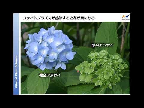 生命科学部応用植物学科研究室紹介（大島教授）