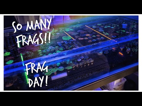 MAFA Frag Day at Guppies and a LFS Visit to Reefs Secrets | Two Gay Reefers Vlog