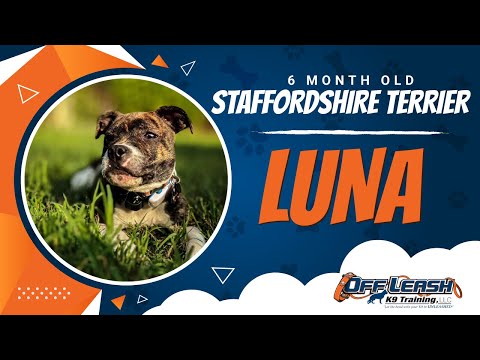 Staffordshire Terrier, 6 Month Old, Luna | Best Dog Trainers Northern VA | Off Leash K9