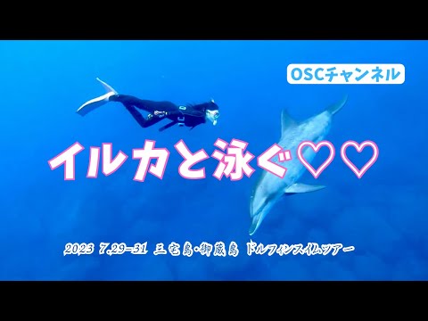 【水中映像】伊豆七島の三宅島・御蔵島で野生のイルカと一緒に泳ぐドルフィンスイムをしてきました！