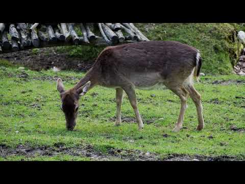 nature footage : Damwild (DAMA DAMA) young female