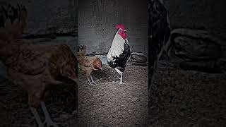 Rooster 🐔❤️|| chickens 🐓 || Desi breed || murga #rooster #shorts