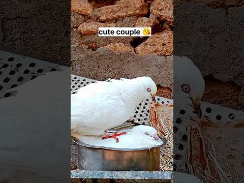 Cute Couple Pigeon Status 😍 || Kabutar Ki Video || #pigeon #cutecouplesstatus #kabootarbazi #shorts