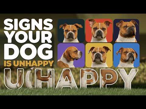 10 Silent Signs Your Dog Is Unhappy – Must Watch!  🌞