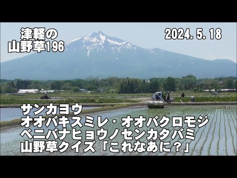 津軽の山野草196(ｻﾝｶﾖｳ、ｵｵﾊﾞｷｽﾐﾚ、ｵｵﾊﾞｸﾛﾓｼﾞ、ﾍﾞﾆﾋｮｳﾉ、山野草ｸｲｽﾞ)