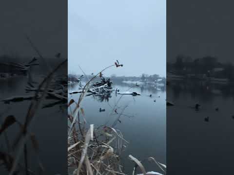 Snow ❄️ Ducks 🦆 #waterfowl #duckdog #labrador #hunting #duckhunt #gundog