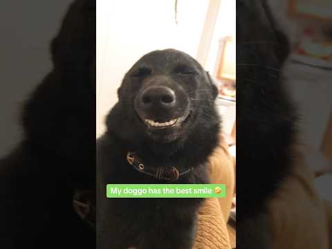 She has THE BEST SMILE 😃  #puppy #funnylab #dogbreeds