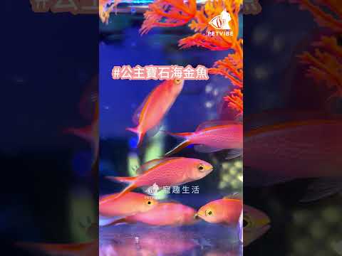 公主寶石海金魚 身姿優雅美麗💎💄#petvibe寵趣生活 #aquarium #sea #sealife #smithvanizi #princessanthias