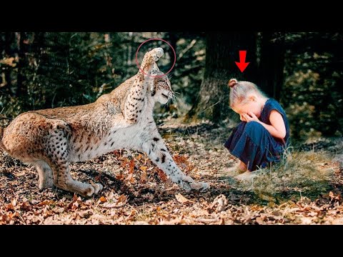 Look what the lynx did to the child! The parents were terrified!