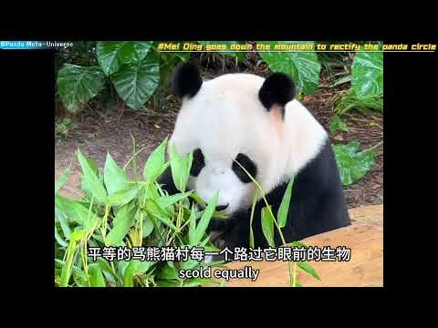 梅清下山整顿熊猫圈 Mei Qing goes down the mountain to rectify the panda circle #panda #cute #funny#giantpanda