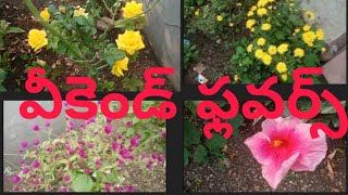 ఈవారం పూచిన పువ్వులు/so many flowers have bloomed this week #Naliniravindraprasad