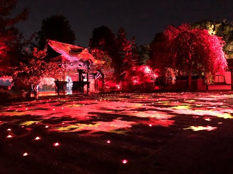 4K KYOTO [viewTV-114] 高台寺 秋の夜間特別拝観 "Kodaiji Temple Autumn Special Night Visit (illumination)"