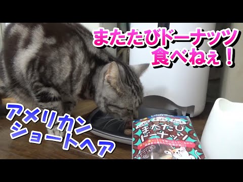 給餌器メンテナンスとまたたびドーナッツ！（アメリカンショートヘア）