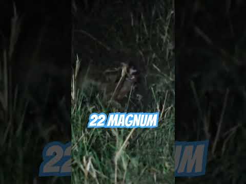 The most insane shot ever captured in slow motion - 22 magnum vs rabbit / hare! #ozziereviews #slomo