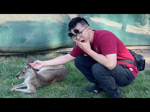 在澳洲動物園摸到袋鼠！還看到無尾熊邊睡邊尿......《志銘狸貓的日常》