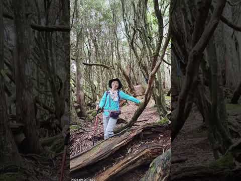 塔曼山魔幻森林，新北巿第一高峰，海拔2130m,巨木參天、 林相奇特