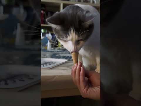 Ice cream lovers cats 🐈 🐱 #funnycats  #funnypetvideos #catentertainment