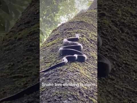 Snake climbing a tree in storm