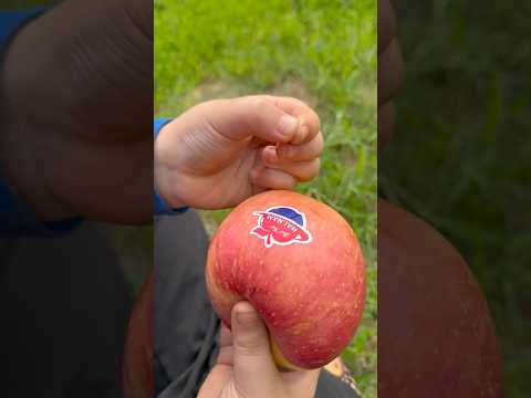 Cậu bé tốt bụng Gỡ bỏ nhãn dán Apple 🍎#camping #apple #lifehacks #outdoors