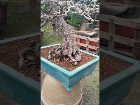 when in taiwan #bonsai #bonsaitree #cute #art