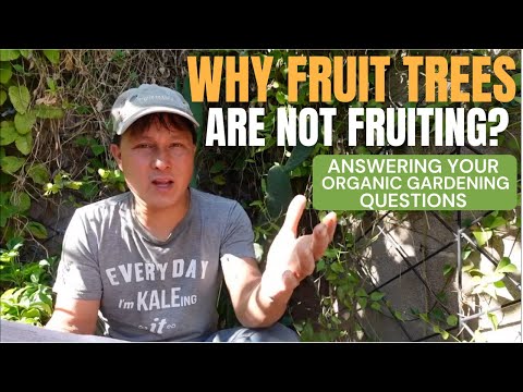 Why Fruit Trees Aren't Making Fruit + Answering Your Gardening Questions