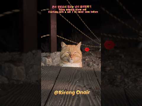 냥이 전문 픽업아티스트 리랑🐈 / 드루이드 노하우 전수 / 솔로캠핑 / 고양이