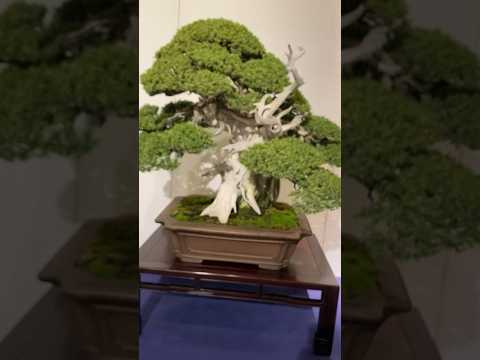 97th Kokufu Bonsai Exhibition #bonsai #bonsaijapan #bonsaiexhibition