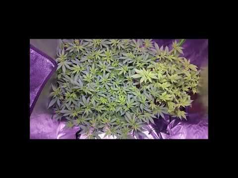 Timelapse of SourKush and GorillaGlue Indoor Photoperiod Cannabis!