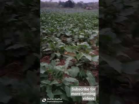 Brinjal  farming. ବାଇଗଣ ଚାଷ. #brinjal #farming #brinjalfarming