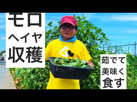 モロヘイヤの収穫｜やっぱり茎より葉っぱが美味かった