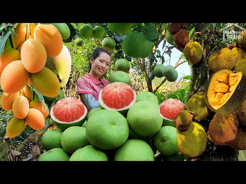 VIDEO FULL: 200 Days Make Garden - Harvesting  Mango, Jack Fruit, Corn, Pomelo Goes to market sell