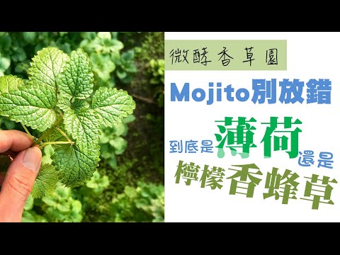 調Mojito的香草別弄錯了，沒有檸檬薄荷這種東西啊!! 一分半快速搞懂薄荷與檸檬香蜂草