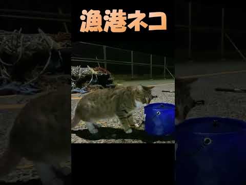 釣った魚で遊ぶネコ　cat playing with fish　#Shorts