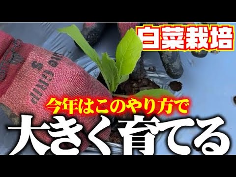 【長年白菜栽培をしてきた知識と経験】種まきから追肥までのお話と苗の植付け防虫ネットかけ【今年も立派な白菜を栽培します】