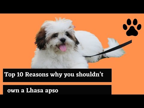 TOP 10 REASONS YOU SHOULDN'T OWN A LHASA APSO