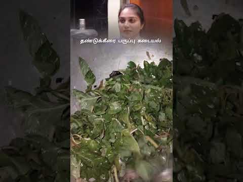 தண்டுக்கீரை பருப்பு கடையல் குழந்தைகளுக்கு பிடித்த மாதிரி செய்வது எப்படி சுவையான கீரை ரெசிபி 😋😋😋😋