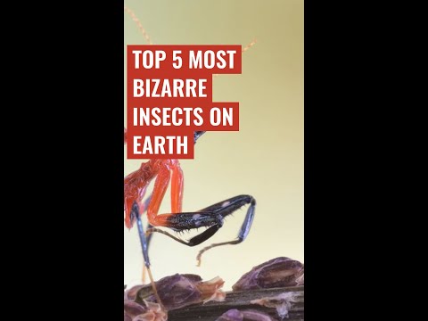 Top 5 most bizarre #insects on earth #nature